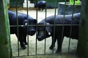 觀測(cè)點(diǎn)飼養(yǎng)區(qū)設(shè)有豬圈，可觀察豬是否有異常反應(yīng)