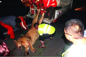 這頭母獅體態(tài)彪悍，重達400斤左右 網(wǎng)絡(luò)圖片　