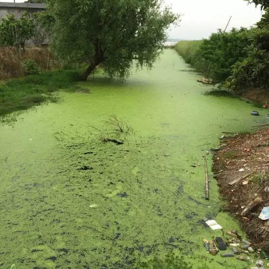 水污染現(xiàn)場，2015年7月 洞庭湖腹地湖南省安鄉(xiāng)縣安豐鄉(xiāng)出口洲社區(qū)房前屋后水網(wǎng)密布，但水污染嚴重水體發(fā)臭 新華社記者周楠攝