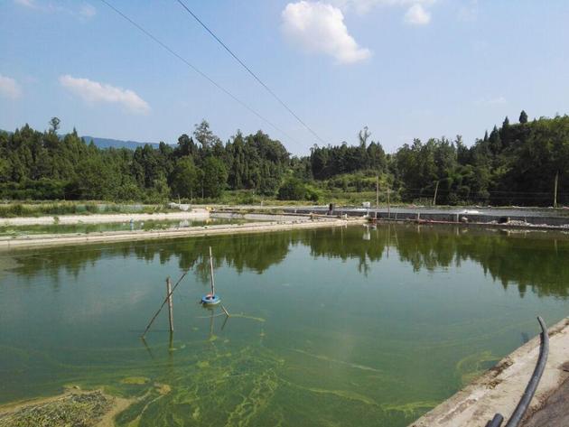 三萬(wàn)斤魚(yú)被熱死