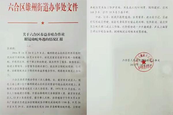 交匯點(diǎn)10月10日消息， 10日晚上，一則消息在南京人的朋友圈和微信群里瘋傳，網(wǎng)傳消息稱：六合雄州街道山北村一個(gè)農(nóng)莊私自養(yǎng)眼鏡蛇，幾天前突然跑出來(lái)了，估計(jì)二三百條。交匯點(diǎn)記者向六合區(qū)委宣傳部相關(guān)人士求證，證實(shí)了此事確實(shí)發(fā)生。