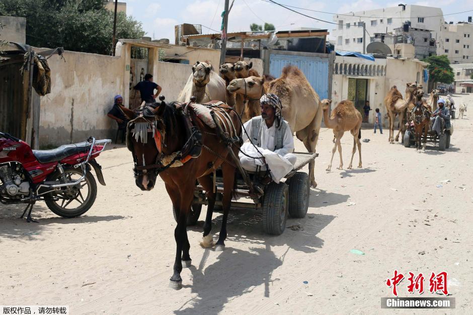 以色列對加沙發(fā)動(dòng)地面進(jìn)攻 民眾攜羊群逃難