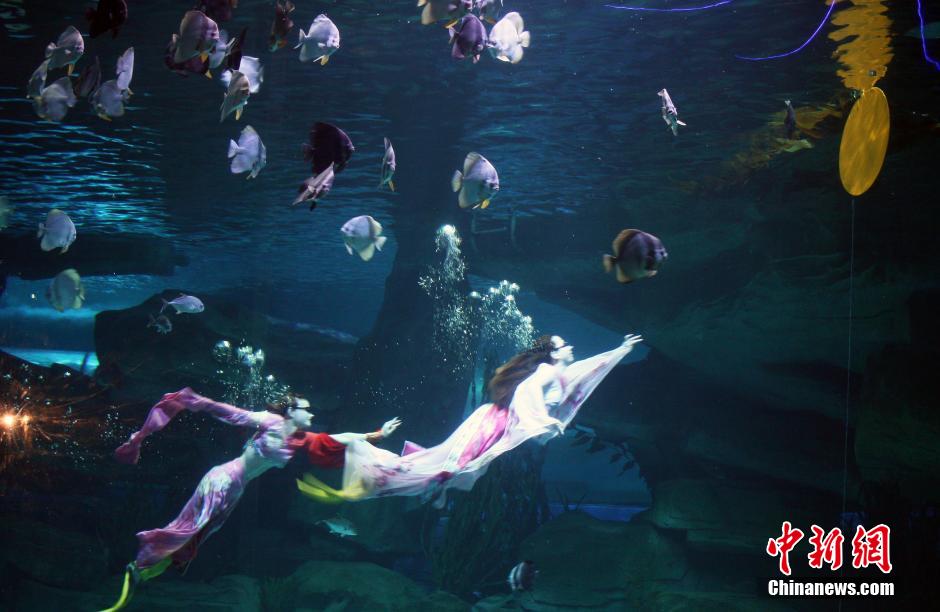 9月7日，在中秋節(jié)到來前一天，山東泉城海洋極地世界為游客帶來“嫦娥水中奔月”表演。