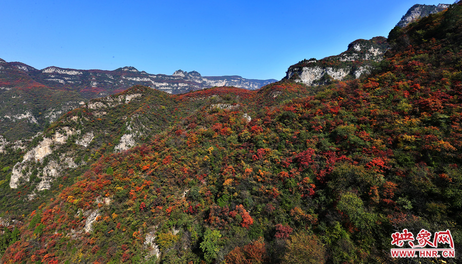 紅色，黃色，綠色的樹葉相互映襯