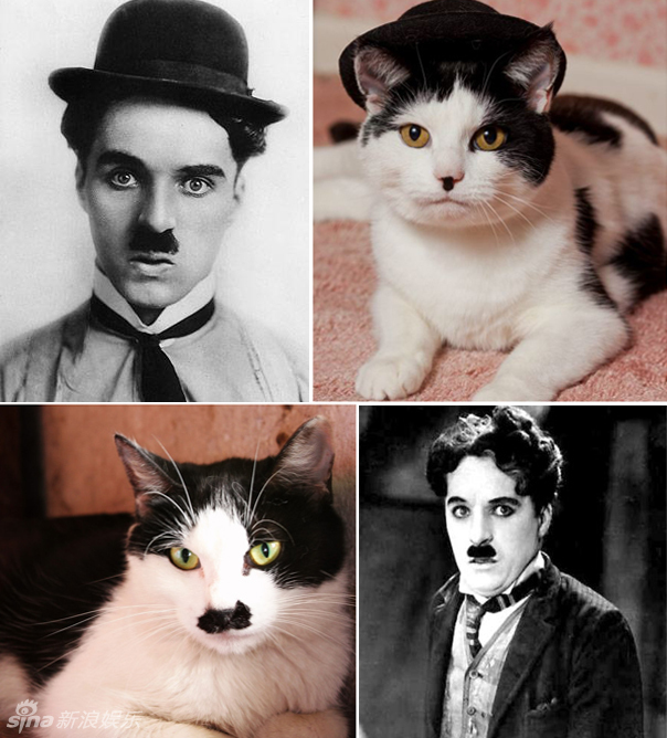 不小心就撞臉了！盤點(diǎn)動(dòng)物界的明星相