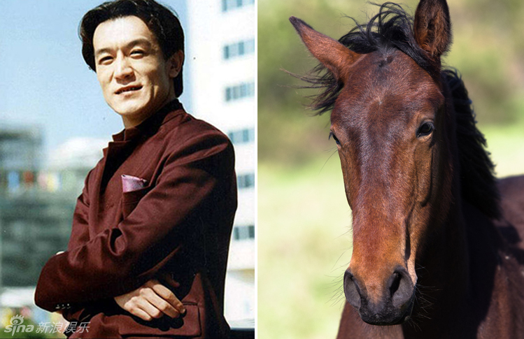 不小心就撞臉了！盤點(diǎn)動(dòng)物界的明星相