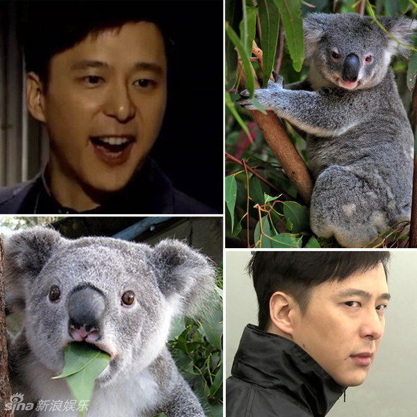 不小心就撞臉了！盤點(diǎn)動(dòng)物界的明星相