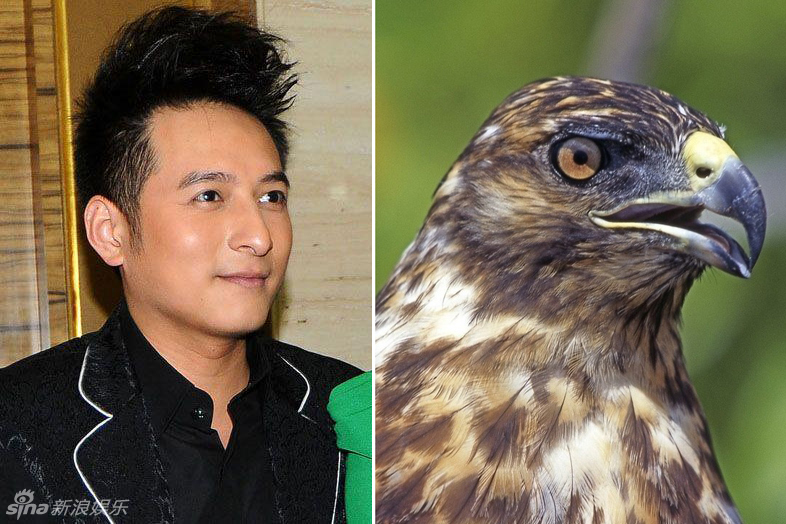 不小心就撞臉了！盤點(diǎn)動(dòng)物界的明星相