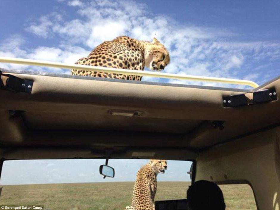 四目相對驚心動(dòng)魄 獵豹車頂天窗伸頭凝視旅客