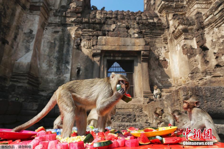 泰國(guó)慶祝猴子自助餐節(jié) 2噸美食犒賞饞嘴猴