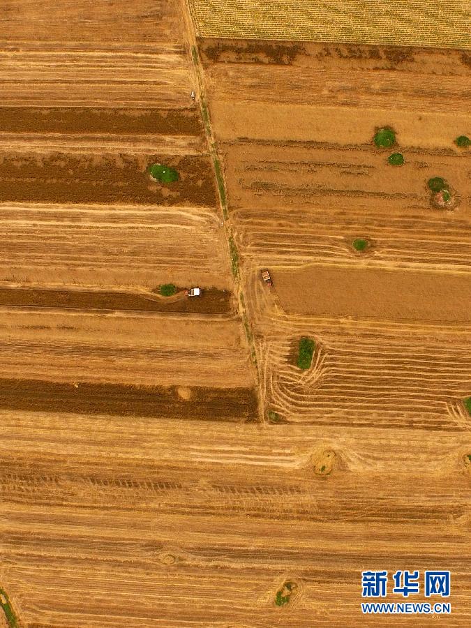 這是5月28日在河南省南陽市唐河縣甘河灣村航拍的麥?zhǔn)宅F(xiàn)場。