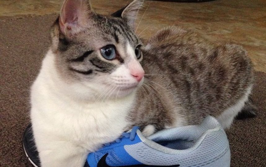 美國(guó)殘疾“貓堅(jiān)強(qiáng)”頑強(qiáng)生活