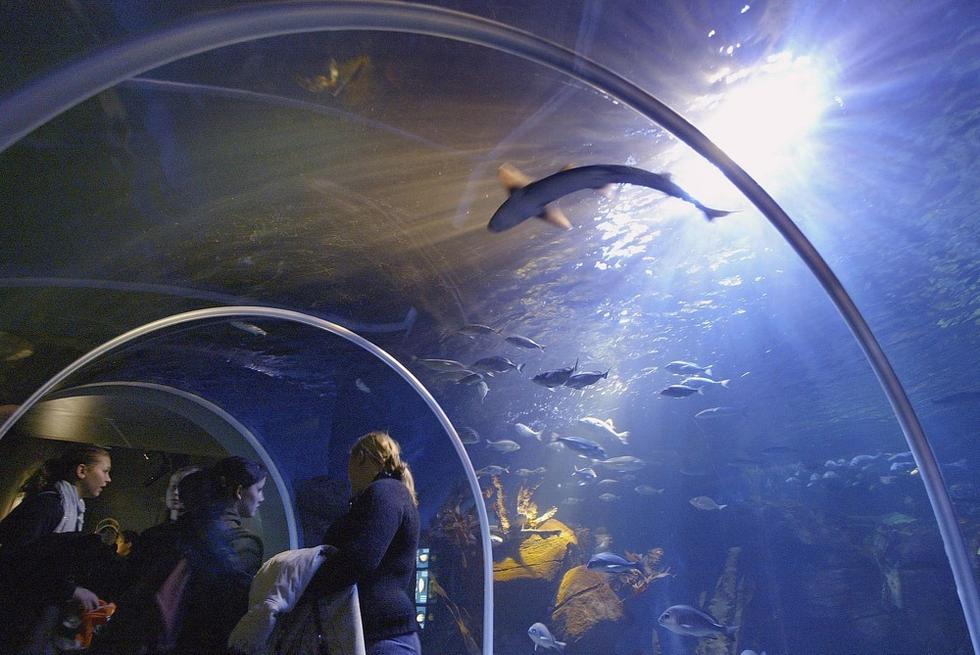 游人們穿梭在海底隧道。