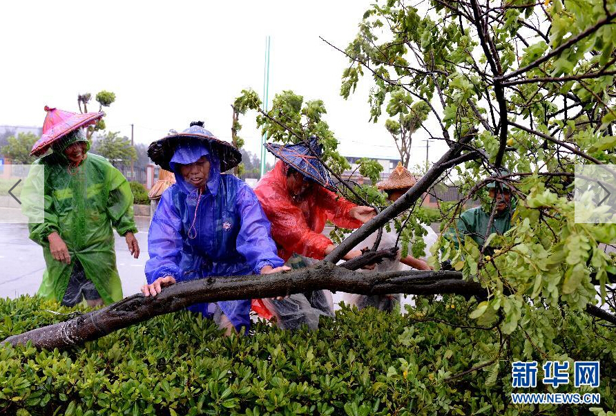  8月8日，工人在福建省石獅市公路邊清理被大風(fēng)吹倒的樹木。