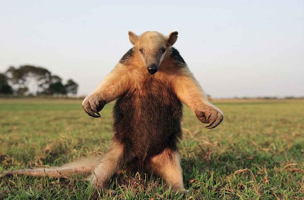 腿站立并不斷拍打胸脯向吉普車發(fā)出警告的食蟻獸。