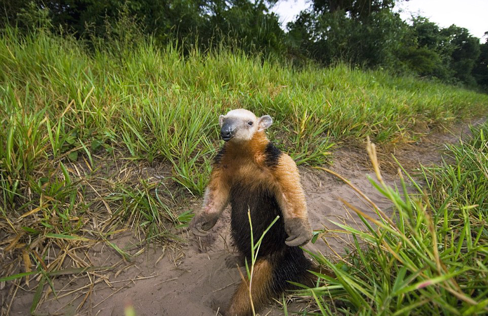 這頭食蟻獸站起來(lái)是想在車前顯得自己更高大一點(diǎn)。（網(wǎng)頁(yè)截圖）
