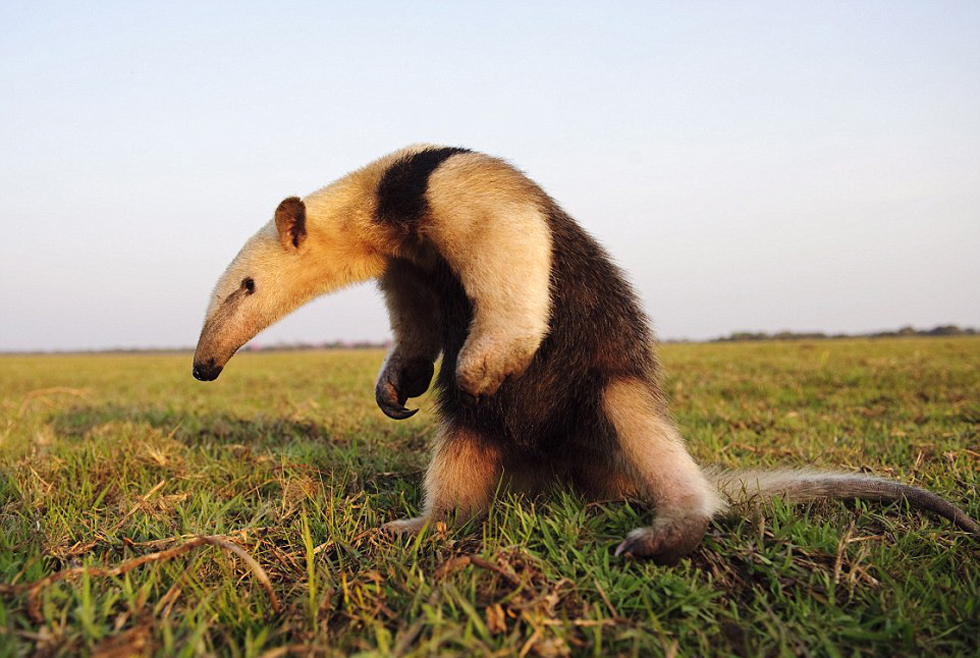 勇敢的食蟻獸。（網(wǎng)頁(yè)截圖）