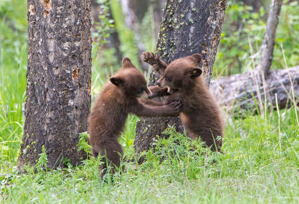 兩只萌噠噠的小熊在一顆大樹下玩躲貓貓，一會突然跳出來嚇唬對方，一會對著彼此做鬼臉，逗趣模樣讓人忍不住捧腹大笑。
