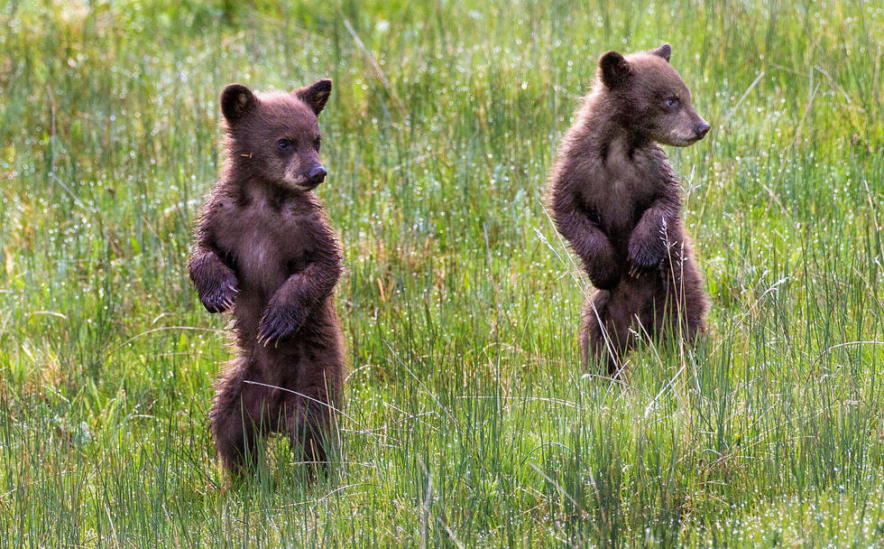 當(dāng)看到這些可愛的小熊照片時，你的心一定被它們的模樣給萌化了吧！