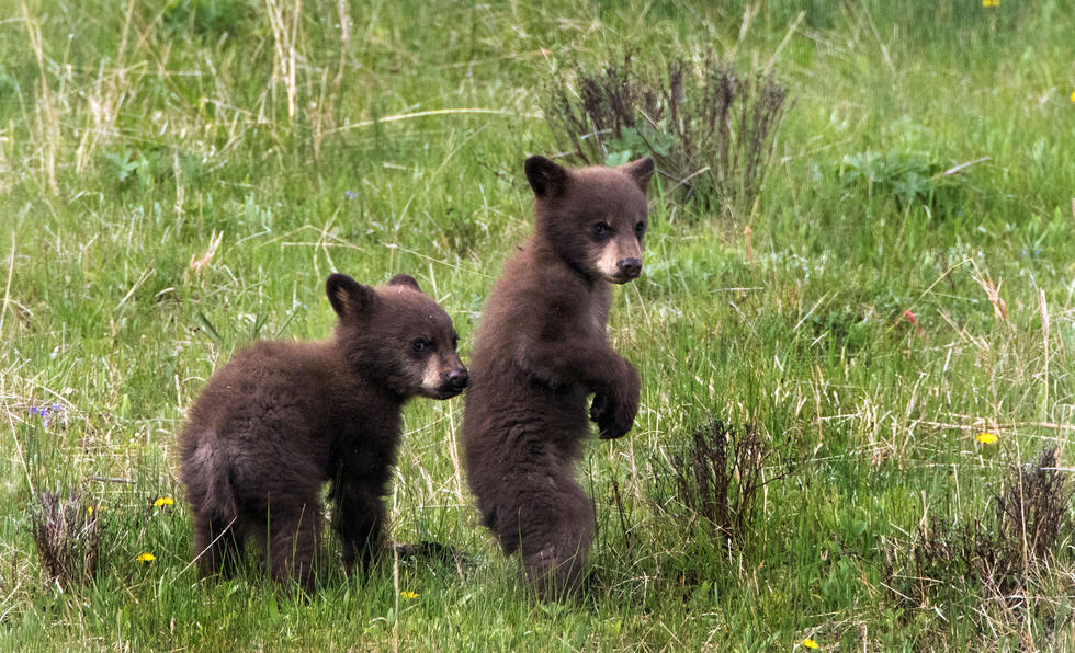 兩只萌噠噠的小熊在一顆大樹下玩躲貓貓，一會突然跳出來嚇唬對方，一會對著彼此做鬼臉，逗趣模樣讓人忍不住捧腹大笑。