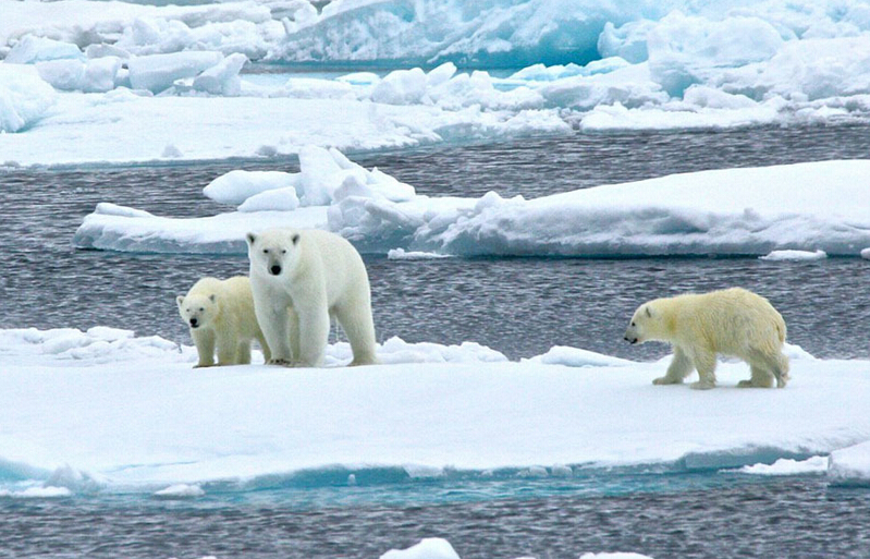北極熊寶寶突然向后滑倒，摔了個(gè)四腳朝天