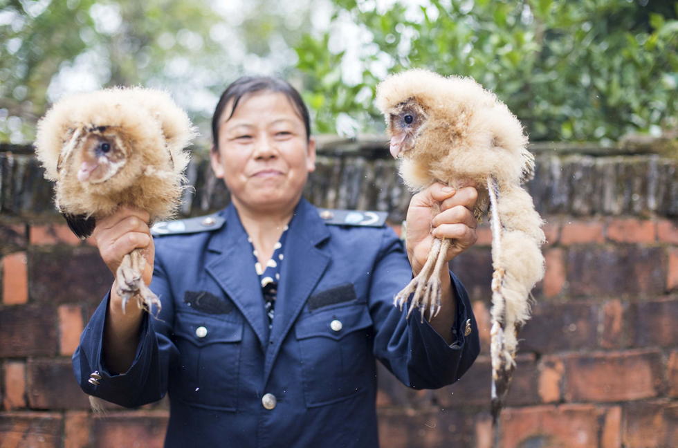 11月6日，記者聯(lián)系上都昌縣的村民危億玲，她是撿到雛鳥的曹女士的兒媳。她向記者介紹，稱他們家住在蔡嶺鎮(zhèn)北炎村港邊舍自然村，她婆婆11月4日下午上山采茶籽時(shí)，在樹下發(fā)現(xiàn)了5只可愛的雛鳥并帶回了家。