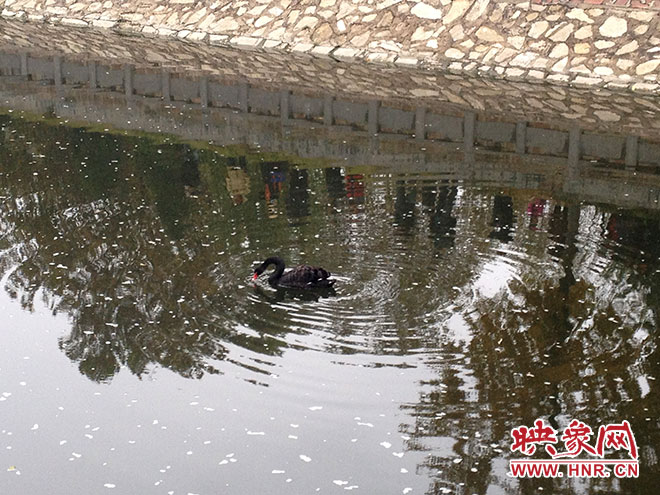 受傷的黑天鵝迫降鄭州金水河。