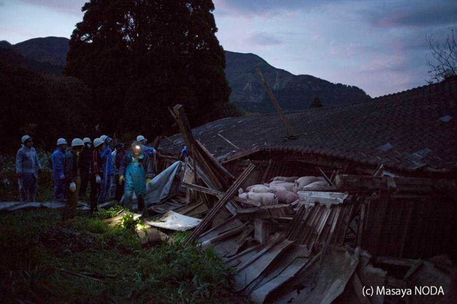 熊本地震后現(xiàn)“豬堅強(qiáng)” 救出后被送屠宰場