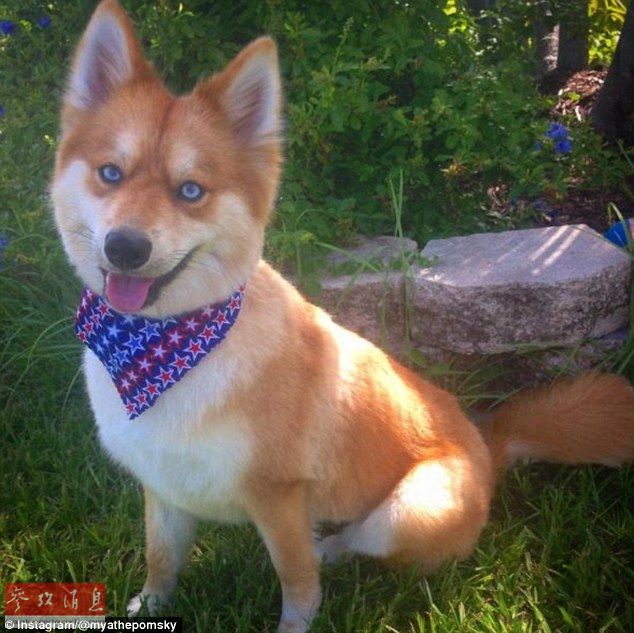 狐貍還是狗？藍(lán)眼睛萌寵走紅網(wǎng)絡(luò)