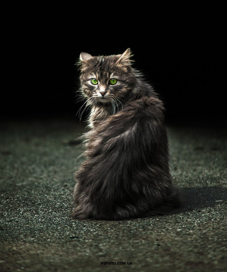 它們都是表情帝！一組不可思議的動物肖像