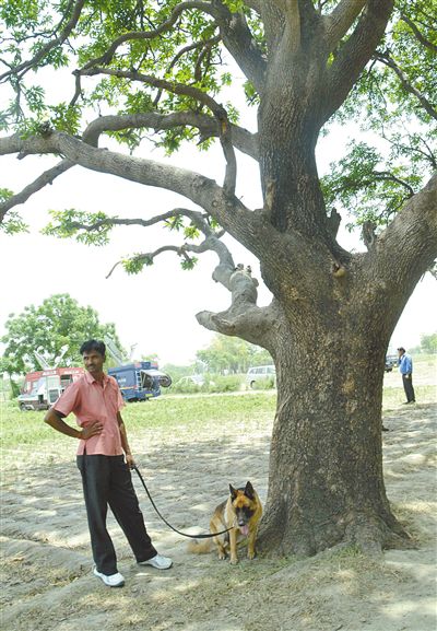 兩名少女在這棵樹上被吊死。