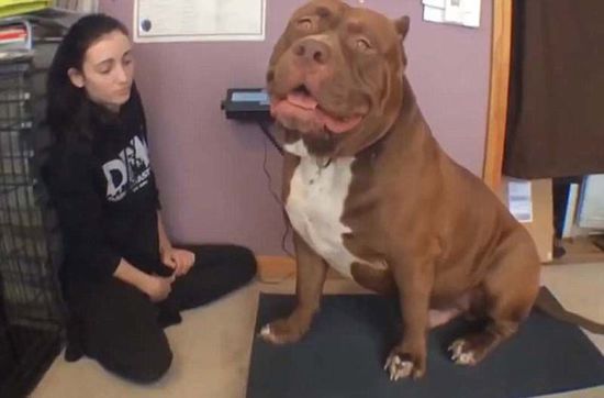 “浩克”體重約79公斤，或?yàn)槭澜缱钆诸^牛犬