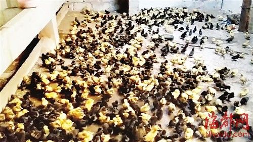 為了討薪，何某相將1130多只鴨苗趕到對方家里