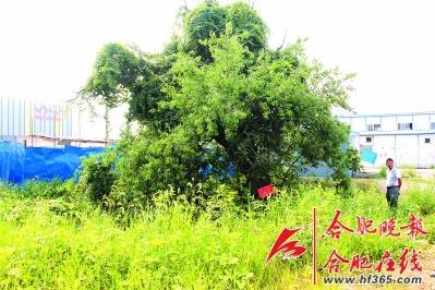 261歲古樹棠梨“搬家” 業(yè)內(nèi)人士表示擔憂(圖)