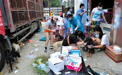 昨日下午，志愿者對(duì)攔截下來(lái)的狗逐一檢查，分類進(jìn)行管理。新京報(bào)記者 吳江 攝