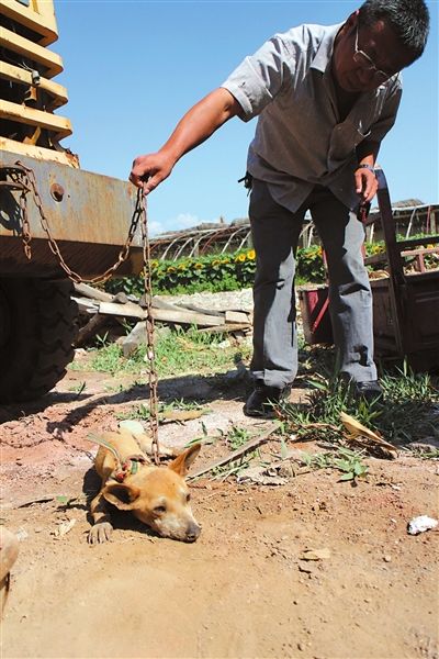 西夏區(qū)農(nóng)牧局工作人員在仔細觀察該動物。