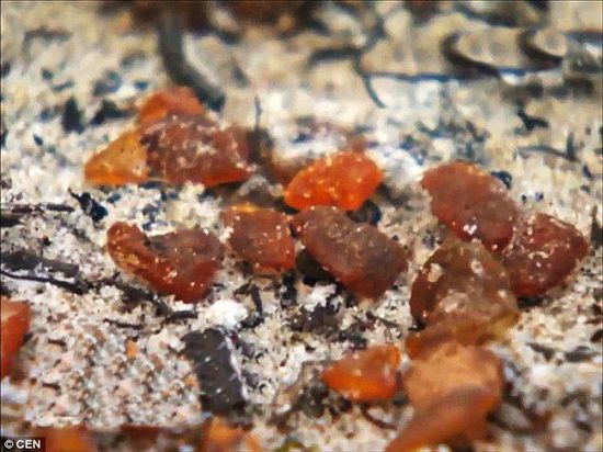 波羅的海的一場(chǎng)暴風(fēng)雨將琥珀卷到了岸上，這里包攬了全球90%的琥珀產(chǎn)量。