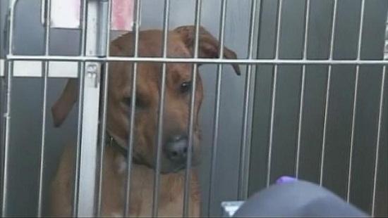 圖為當(dāng)時(shí)襲擊艾琳的兩只惡犬其中之一。