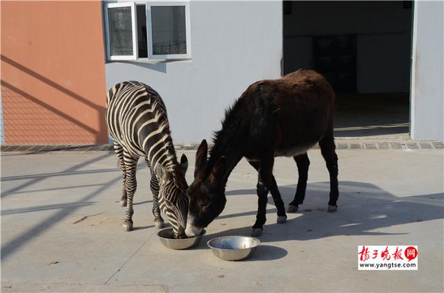 圖斑馬和驢子在一起共同進(jìn)食。