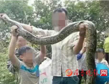 膽真大！男子抓野生大蟒燉湯 蟒蛇屬國家一級保護動物(圖)