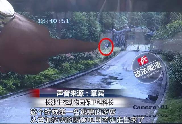 2女1男為逃票翻墻進(jìn)動(dòng)物園 落地時(shí)周?chē)玖?只虎