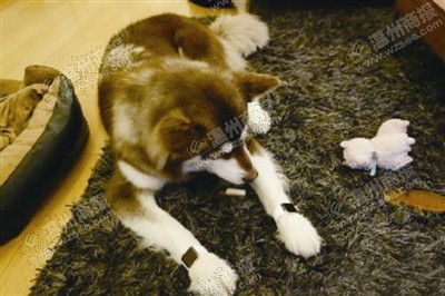 說(shuō)到蘋果表，昨天的網(wǎng)友大為感嘆：人比人，氣死人了。不！是人比狗，氣死人。