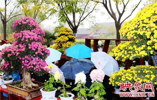 天好、花美 中國開封第32屆菊花文化節(jié)延長一周