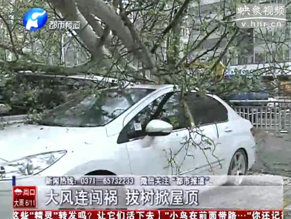 文化路大樹被刮倒 四輛轎車被砸