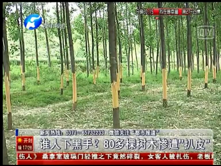 80多棵樹(shù)被“扒皮” 誰(shuí)痛下黑手？