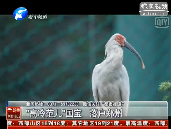 國(guó)家一級(jí)保護(hù)鳥(niǎo)類朱鹮落戶鄭州動(dòng)物園