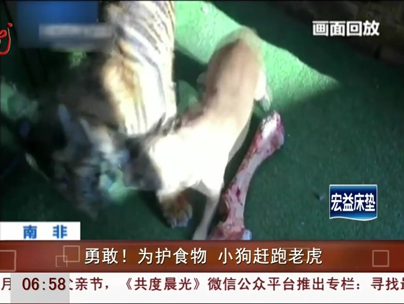 勇敢！為護(hù)食物 小狗趕跑老虎