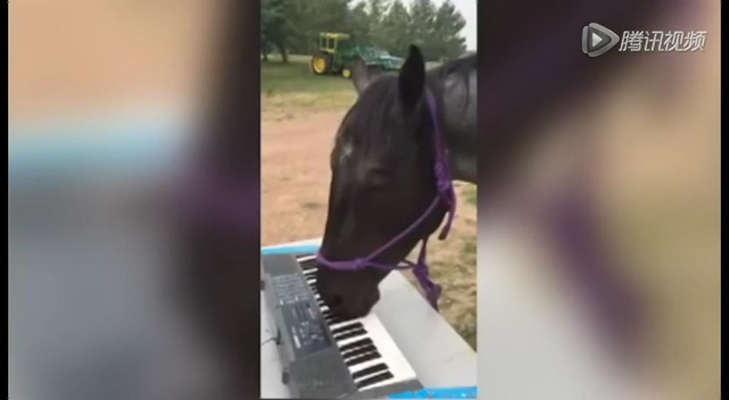 這只逆天的馬會(huì)彈琴！