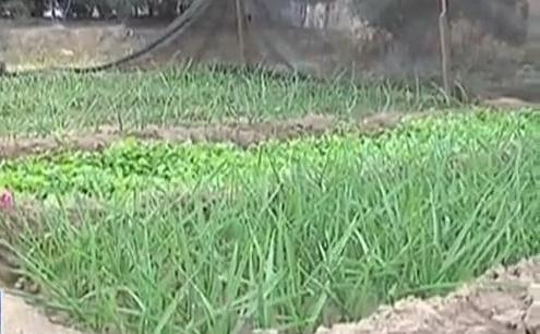 生態(tài)廊道變菜園 誰干的？