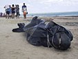 海洋環(huán)境惡化？巴西30鯨魚(yú)擱淺